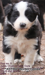 Black and White Male, Rough coat, border collie puppy